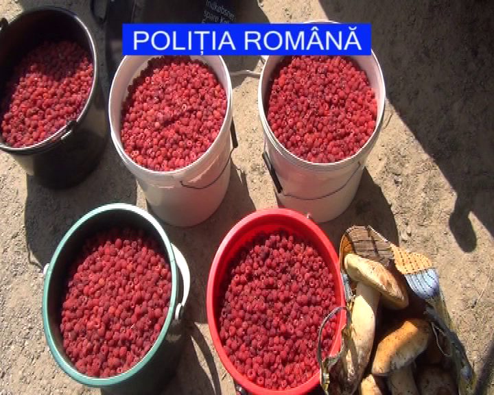 politia amenzi actiune fructe de padure (6)