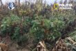 Culturi de canabis ascunse în vegetație, în trei localități din Cluj. Patru bărbați au fost arestați