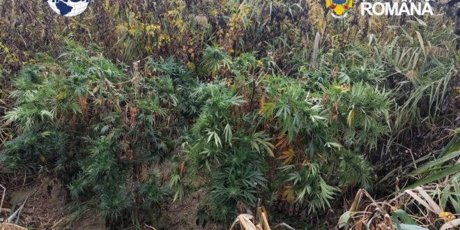 Culturi de canabis ascunse în vegetație, în trei localități din Cluj. Patru bărbați au fost arestați
