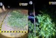 Cultură de canabis cu plante de până la trei metri, descoperită în zona Florești. Doi bărbați au fost arestați preventiv