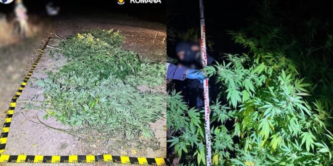 Cultură de canabis cu plante de până la trei metri, descoperită în zona Florești. Doi bărbați au fost arestați preventiv