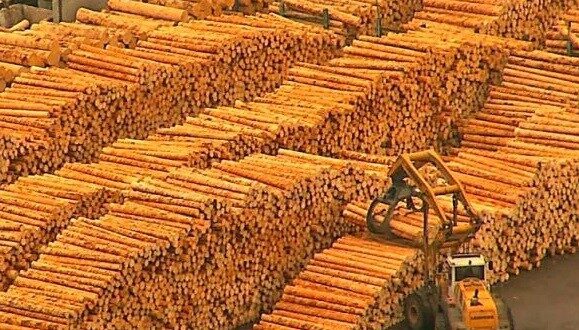 REVOLTĂTOR. Sentințe definitive călcate în picioare de statul român. Amendă istorică aplicată de Tribunalul Cluj într-un dosar de jaf forestier de 45 de milioane de euro